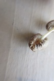 Mycena inclinata image