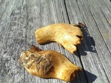 Gymnopilus luteus image
