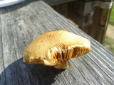 Gymnopilus luteus image