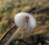 Mycena purpureofusca image
