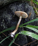 Pholiota velaglutinosa image
