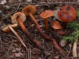 Phaeocollybia christinae image