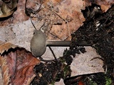 Helvella macropus image