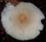Leucocoprinus cepistipes image