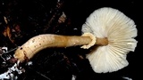 Leucocoprinus cepistipes image