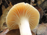 Cuphophyllus pratensis image