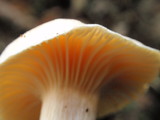 Cuphophyllus pratensis image
