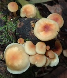 Hypholoma subviride image
