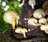 Hypholoma subviride image