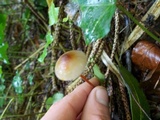 Mycena crocata image
