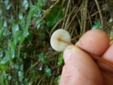Mycena crocata image