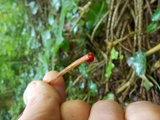 Mycena crocata image