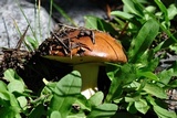 Suillus brevipes image