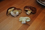Suillus brevipes image