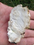 Hypomyces hyalinus image
