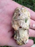 Hypomyces hyalinus image