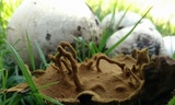 Mycenastrum corium image