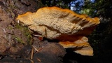 Pycnoporellus fulgens image