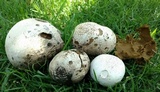 Mycenastrum corium image