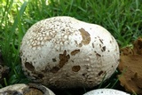 Mycenastrum corium image