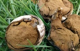 Mycenastrum corium image