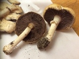 Stropharia coronilla image