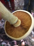 Gymnopilus luteus image