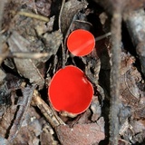 Sarcoscypha occidentalis image