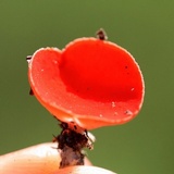 Sarcoscypha occidentalis image