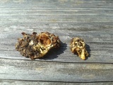 Gymnopilus luteus image