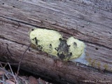 Fuligo septica image