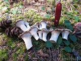 Cantharellus subalbidus image