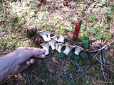 Cantharellus subalbidus image