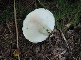 Lactarius deceptivus image