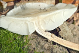 Oudemansiella mucida image