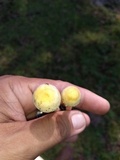 Chlorophyllum hortense image