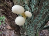 Gymnopilus luteus image