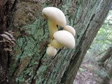 Gymnopilus luteus image