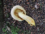 Gymnopilus luteus image
