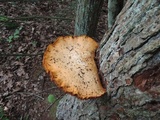Gymnopilus luteus image