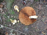 Gymnopilus luteus image