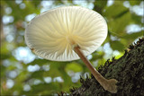 Oudemansiella mucida image