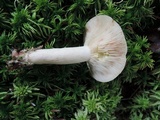 Lactarius vinaceorufescens image