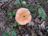 Russula paludosa image