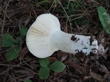 Russula paludosa image