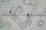 Oudemansiella mucida image
