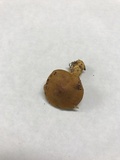 Cortinarius semisanguineus image