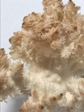 Hericium americanum image
