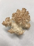 Hericium americanum image