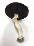 Agaricus placomyces image